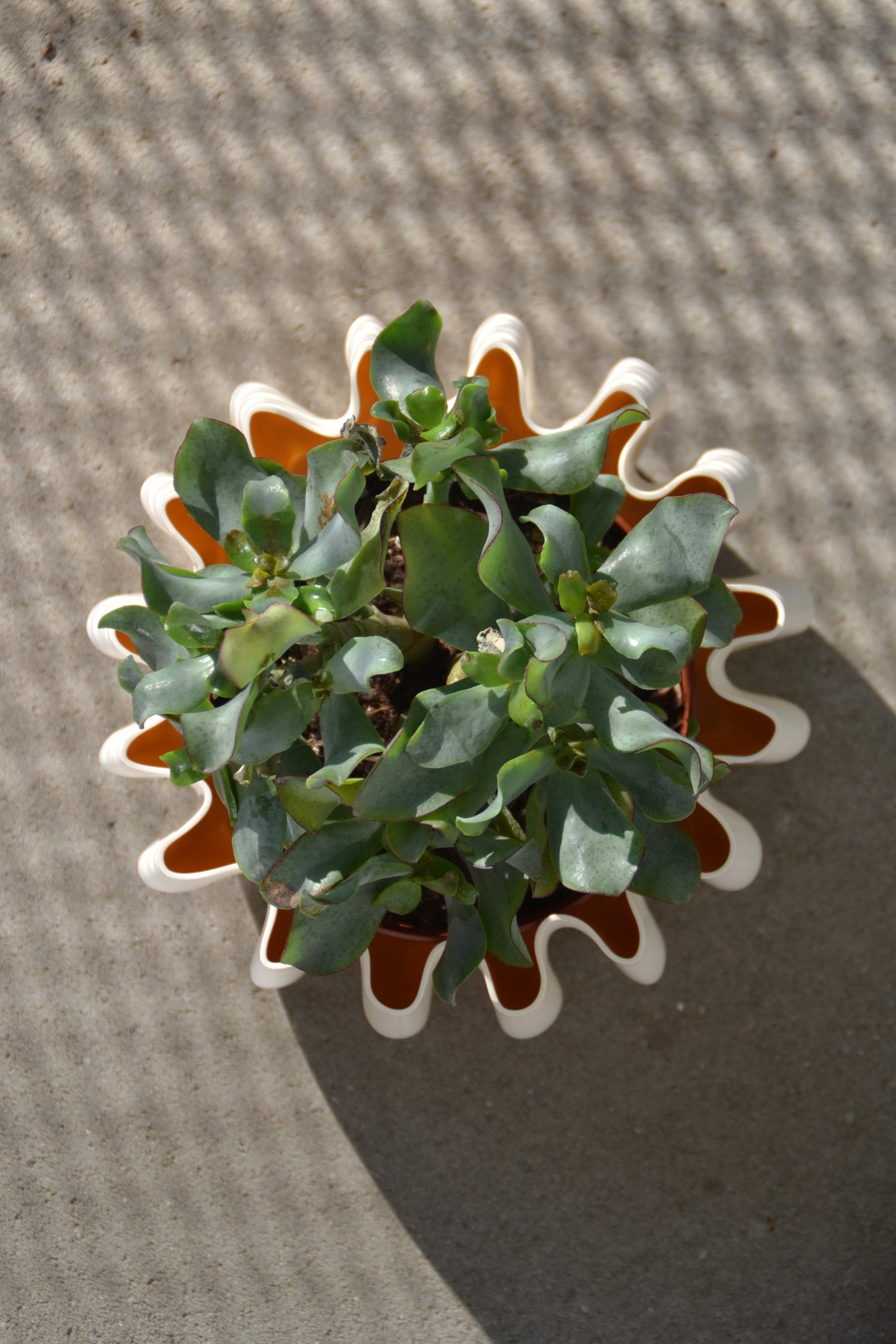 Vaso per piante, Ø 14 cm