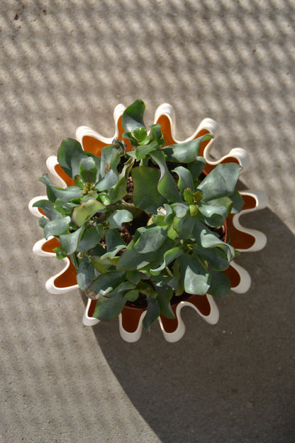 Vaso per piante, Ø 14 cm