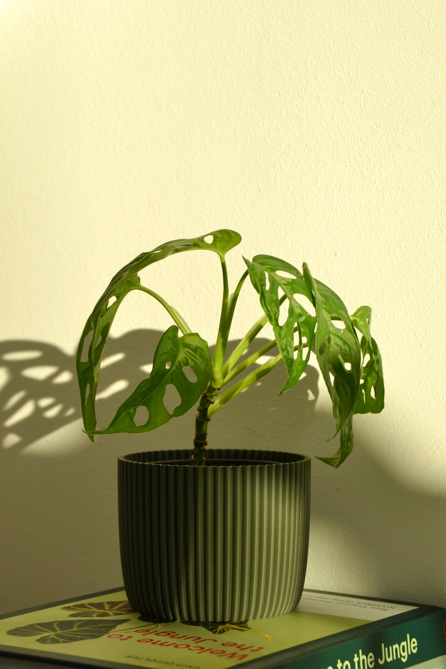 Pflanzentopf PUNTO, Ø 10 cm