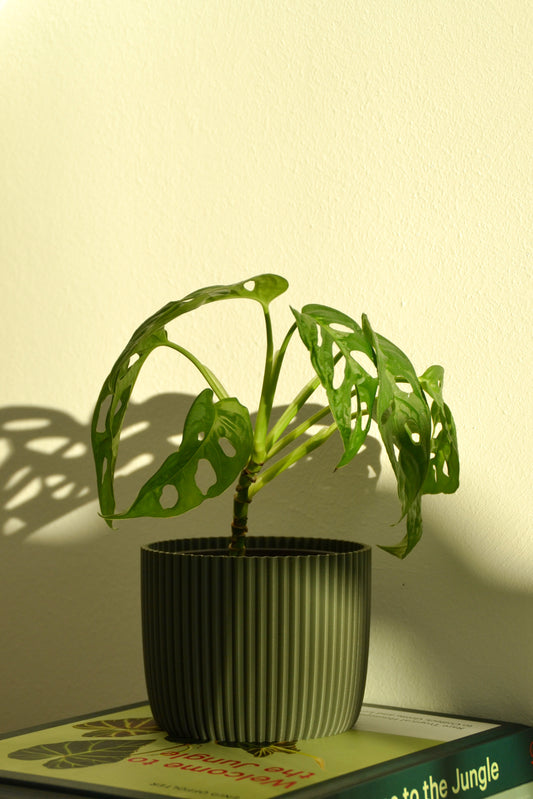 Pflanzentopf PUNTO, Ø 10 cm